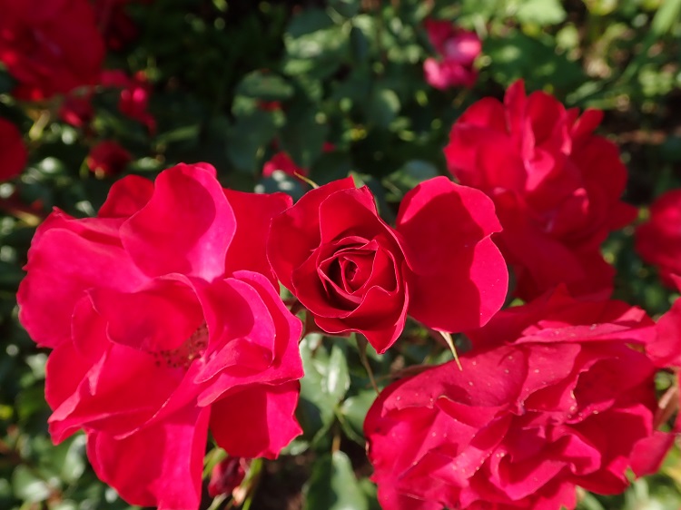 ROSA ROTILIA