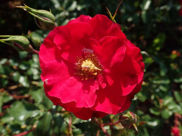 ROSA ROTILIA