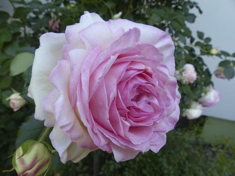ROSA SAPHIR