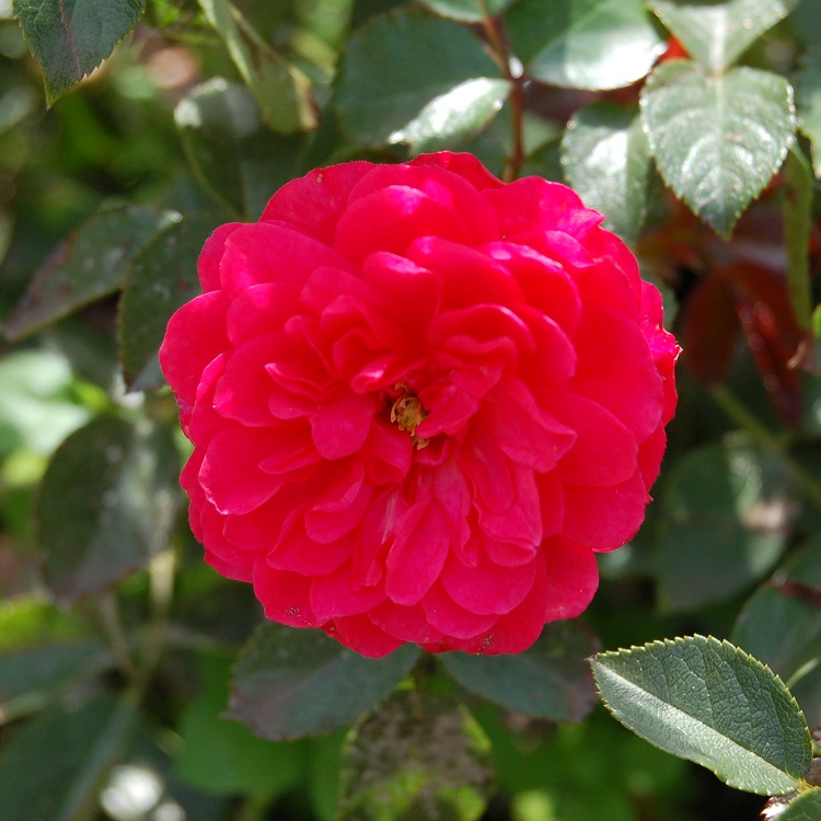 ROSA SUBLIME
