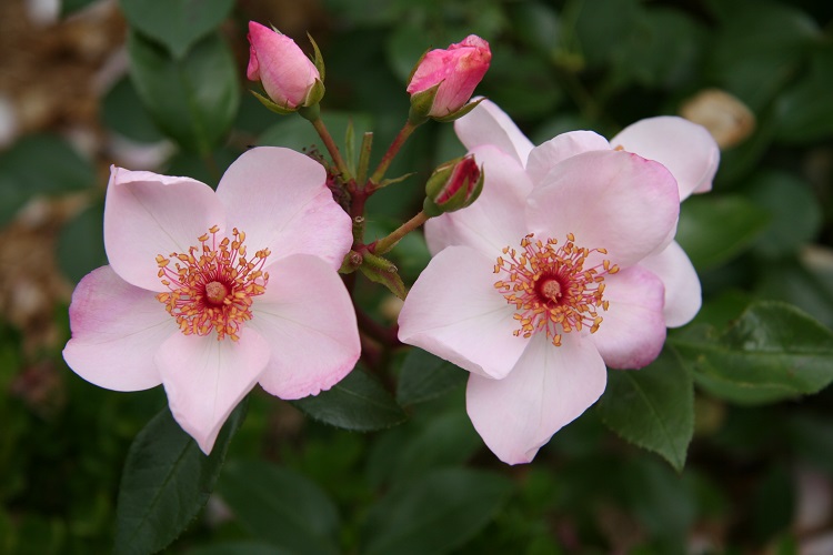 ROSA SWEET HAZE