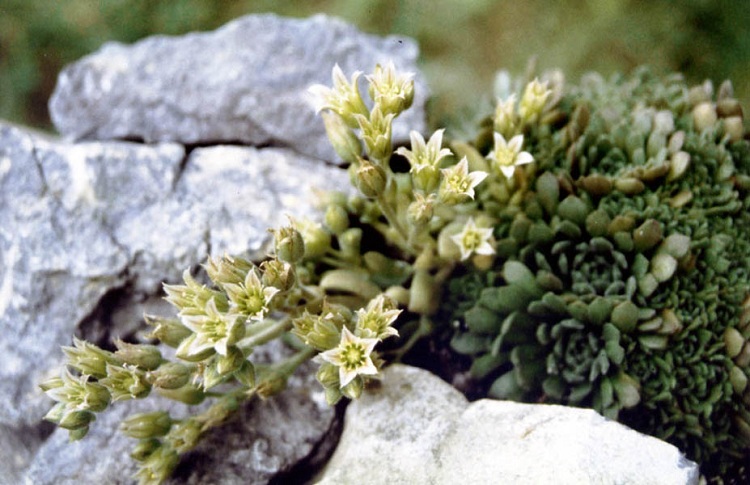 ROSULARIA PLATYPHYLLA