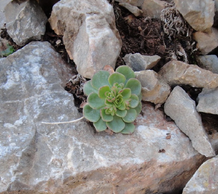 ROSULARIA PLATYPHYLLA