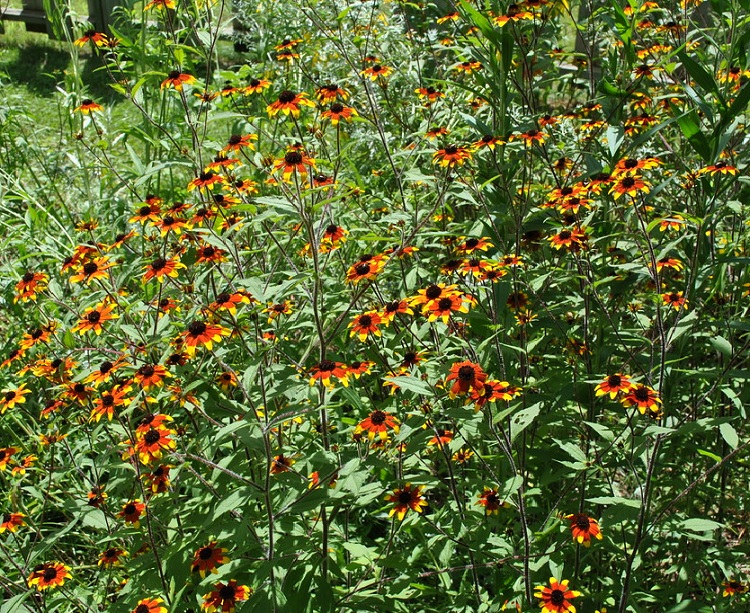 RUDBECKIA TRILOBA PRAIRIE GLOW