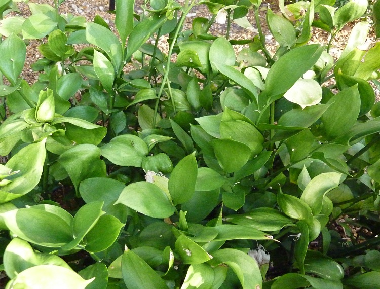 RUSCUS HYPOPHYLLUM