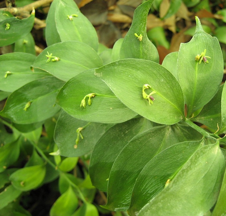 RUSCUS HYPOPHYLLUM