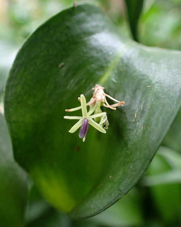 RUSCUS HYPOPHYLLUM