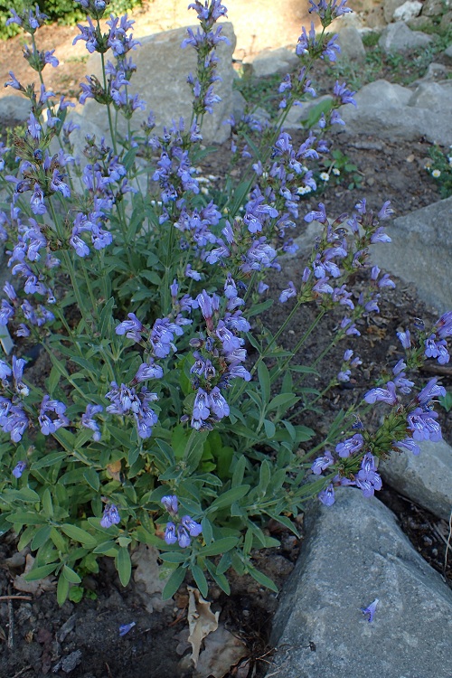 SALVIA LAVANDULIFOLIA