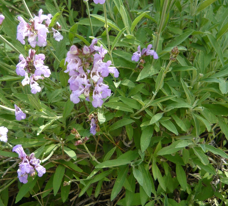 SALVIA LAVANDULIFOLIA