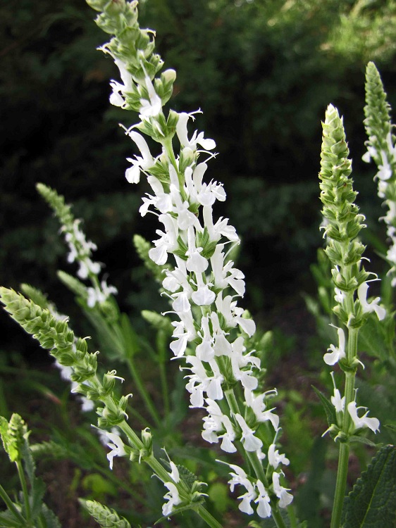 SALVIA NEMOROSA ADRIAN