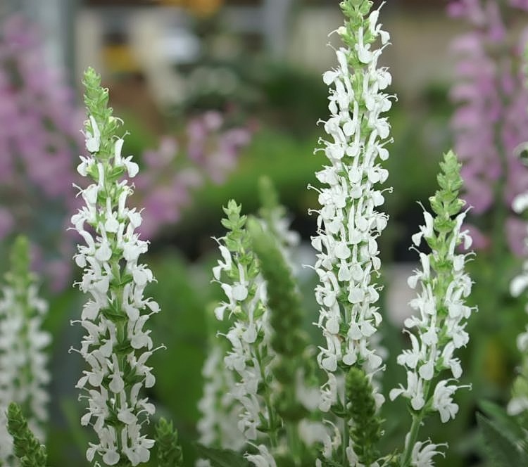SALVIA NEMOROSA ADRIAN
