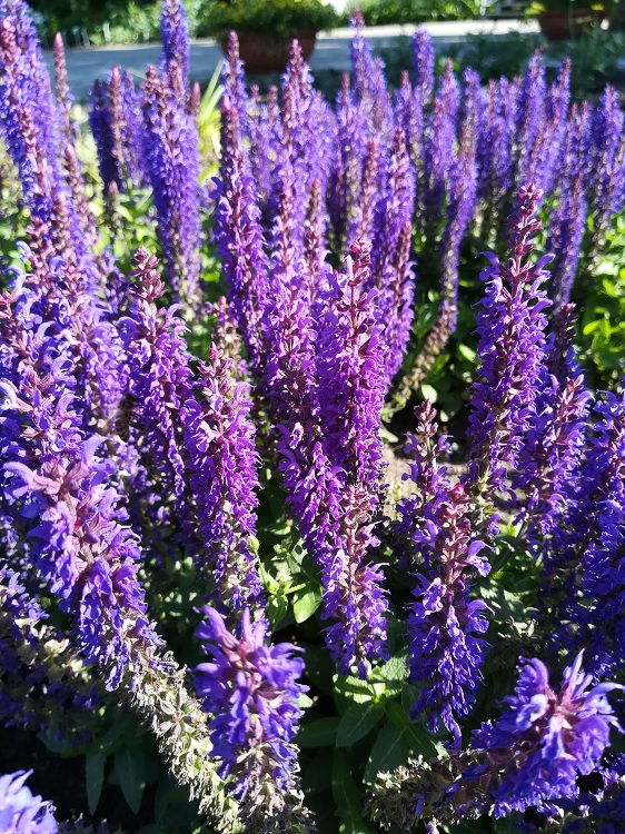 SALVIA NEMOROSA BLAUHÜGEL