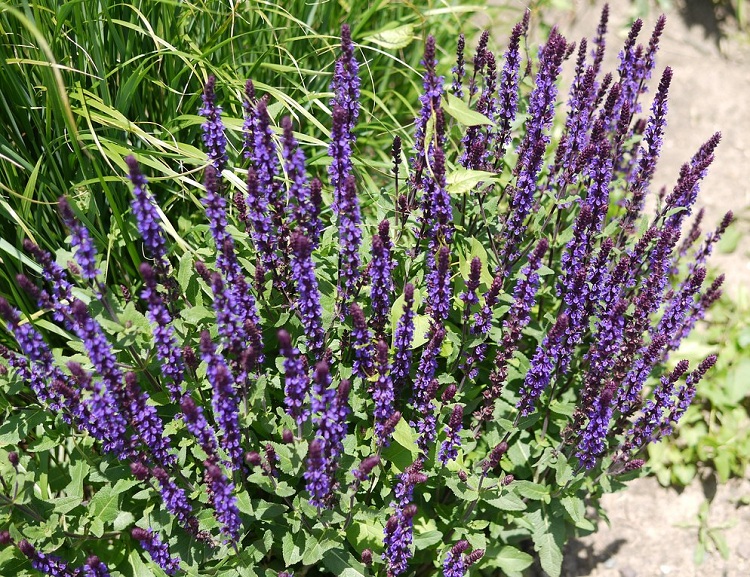 SALVIA NEMOROSA CARADONNA