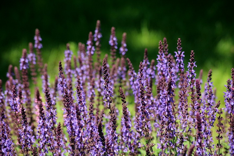 SALVIA NEMOROSA CARADONNA