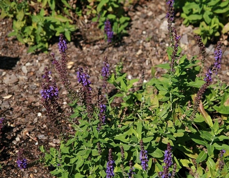 SALVIA NEMOROSA OSTFRIESLAND