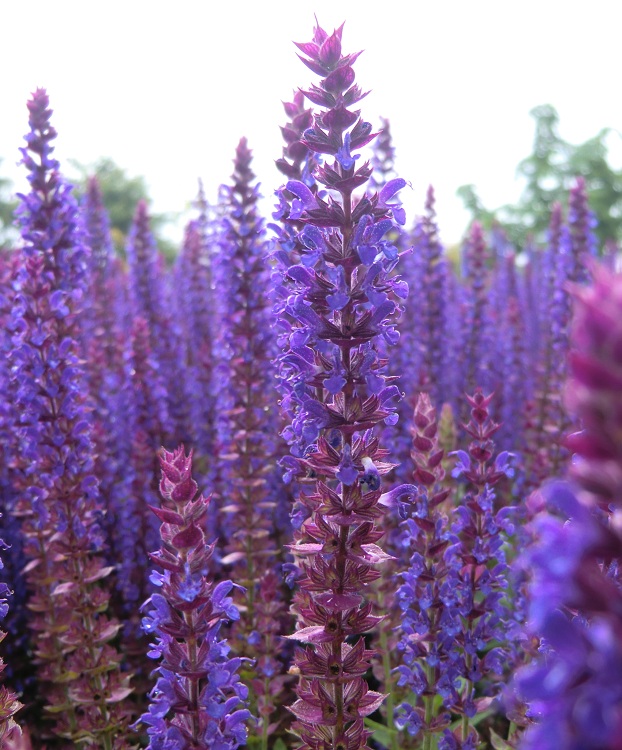SALVIA NEMOROSA OSTFRIESLAND