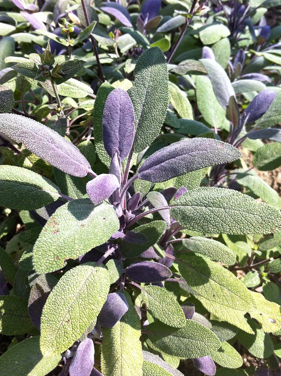 SALVIA OFFICINALIS PURPURASCENS