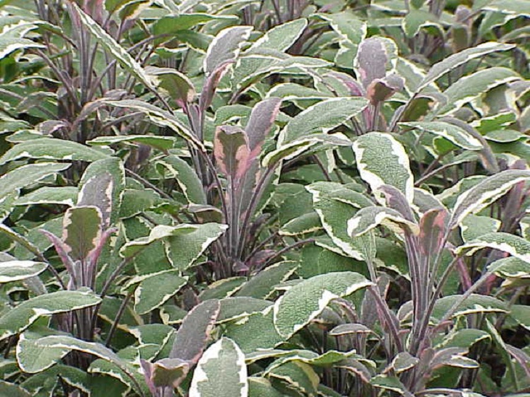 SALVIA OFFICINALIS TRICOLOR