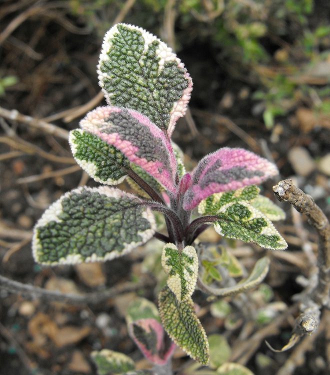 SALVIA OFFICINALIS TRICOLOR