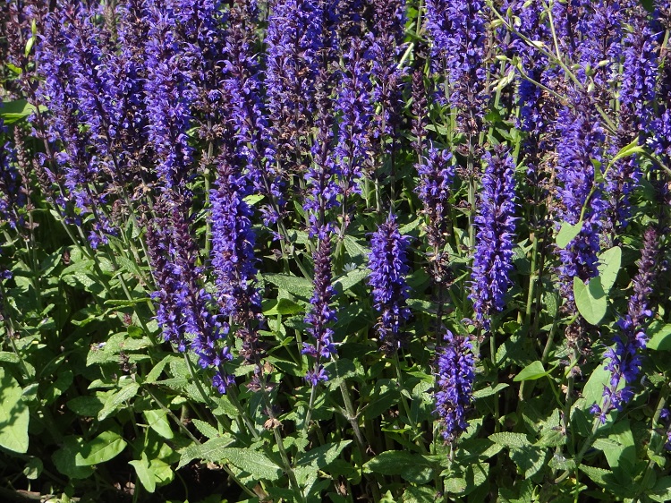 SALVIA NEMOROSA BLAUKÖNIGIN