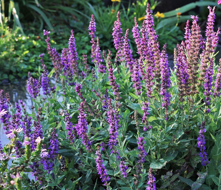 SALVIA SUPERBA MERLEAU BLUE