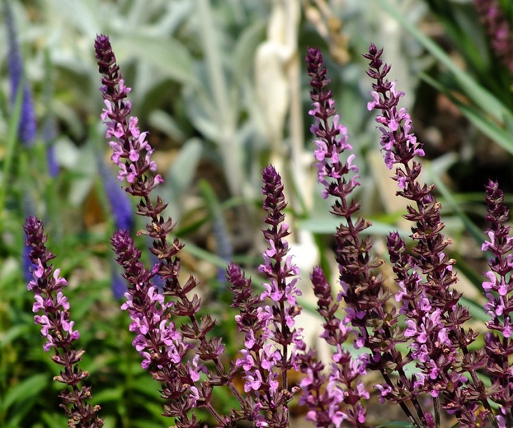 SALVIA SUPERBA MERLEAU ROSE