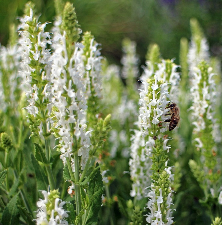 SALVIA SUPERBA MERLEAU WHITE