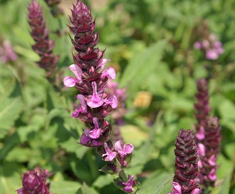 SALVIA SUPERBA ROSENKÖNIGIN