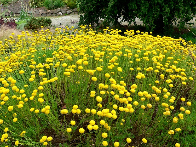 SANTOLINA VIRENS
