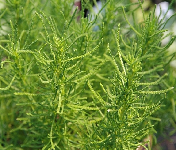 SANTOLINA VIRENS