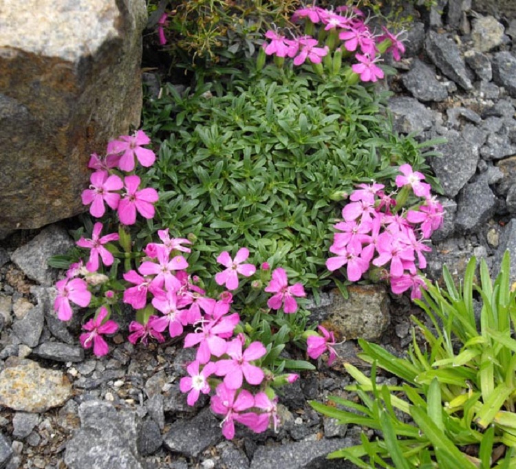 SAPONARIA BRESSINGHAM
