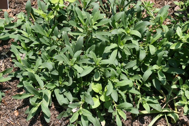 SAPONARIA LEMPERGII MAX FREI