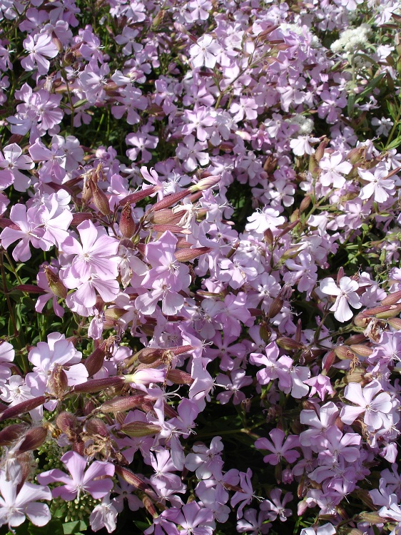SAPONARIA LEMPERGII MAX FREI