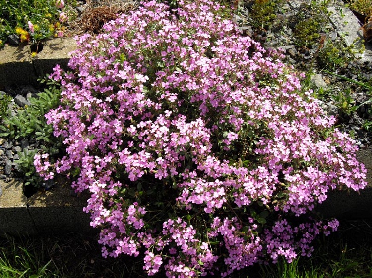 SAPONARIA OCYMOIDES