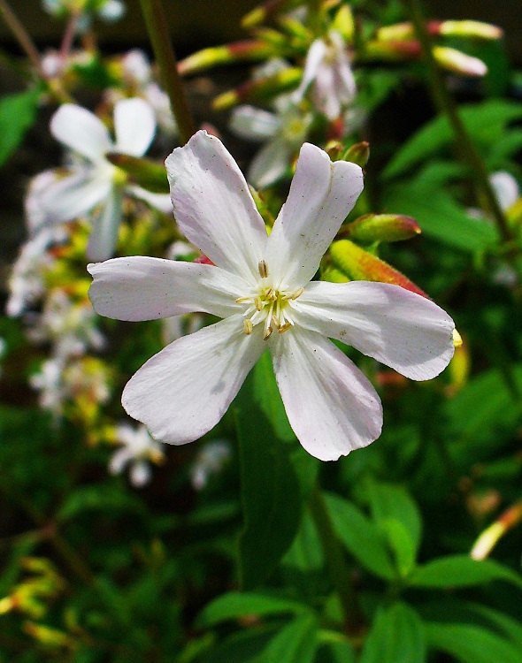 SAPONARIA OCYMOIDES SNOW TIP