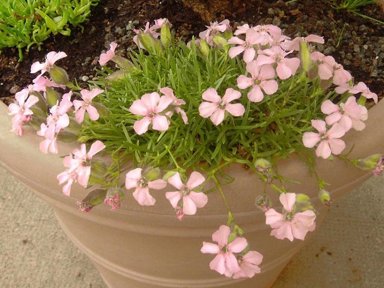 SAPONARIA OLIVANA
