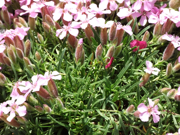 SAPONARIA OLIVANA