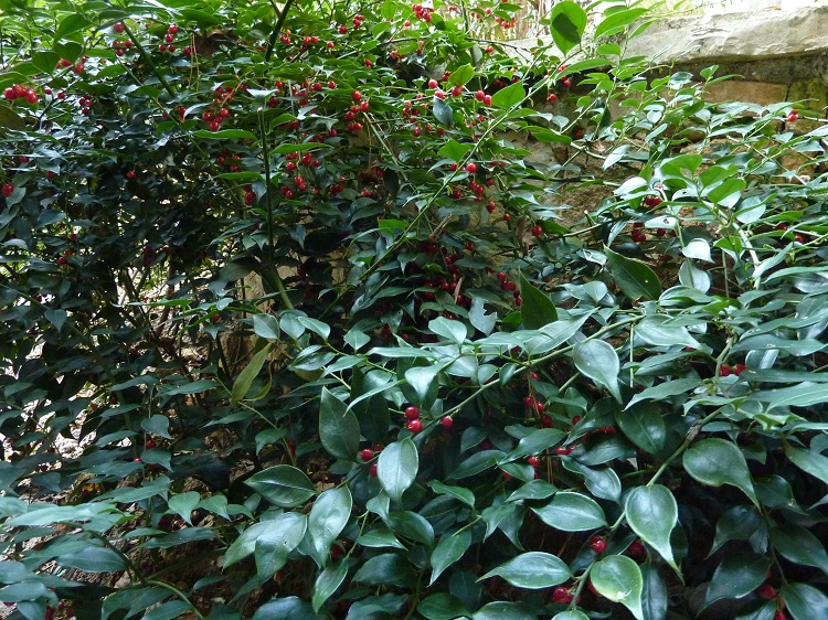 SARCOCOCCA RUSCIFOLIA