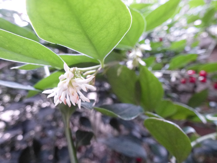 SARCOCOCCA RUSCIFOLIA