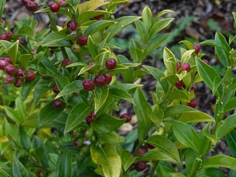 SARCOCOCCA RUSCIFOLIA