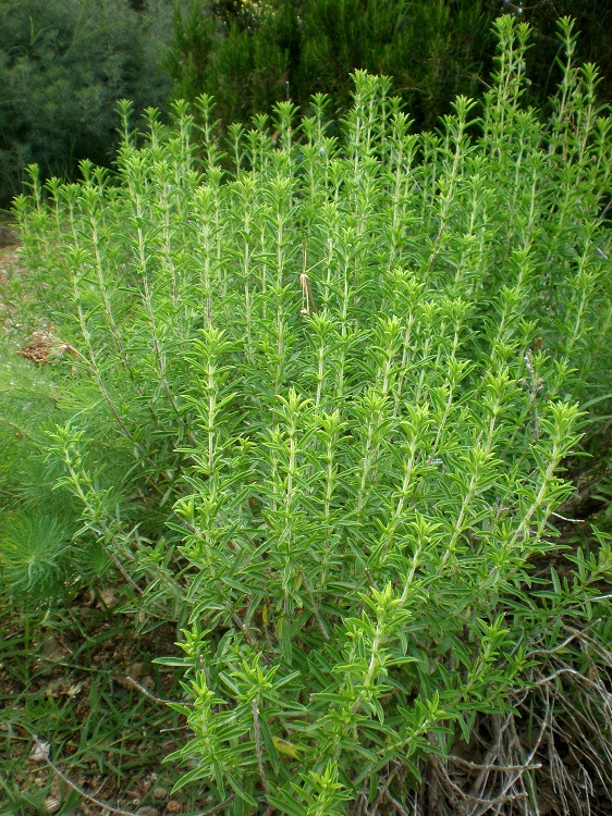 SATUREJA MONTANA