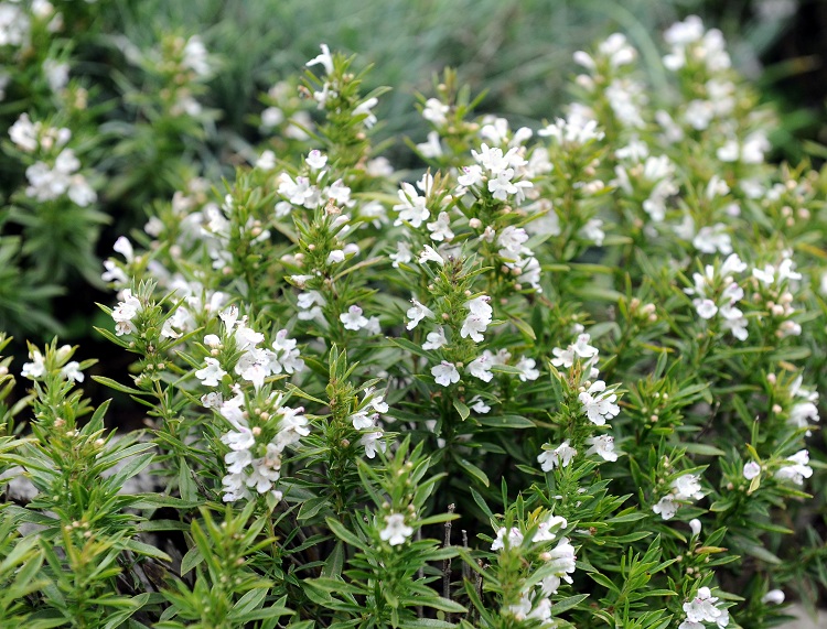 SATUREJA MONTANA