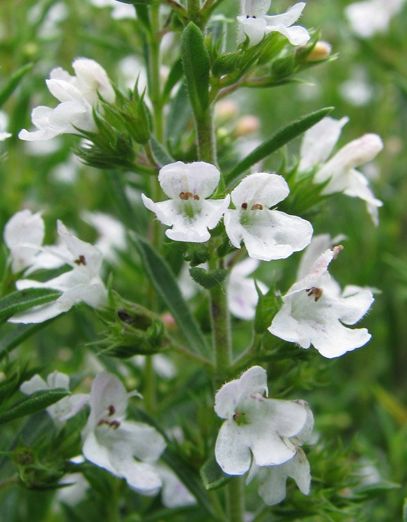 SATUREJA MONTANA