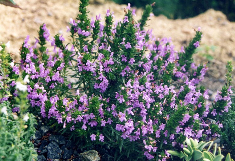 SATUREJA MONTANA ILLYRICA