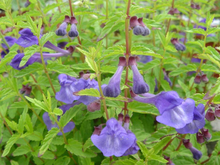 SCUTELLARIA SCORDIIFOLIA
