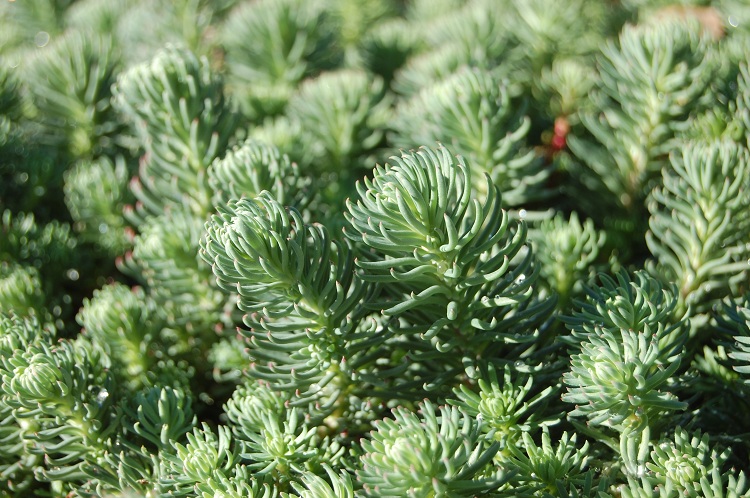 SEDUM FORSTERIANUM SILVER STONE