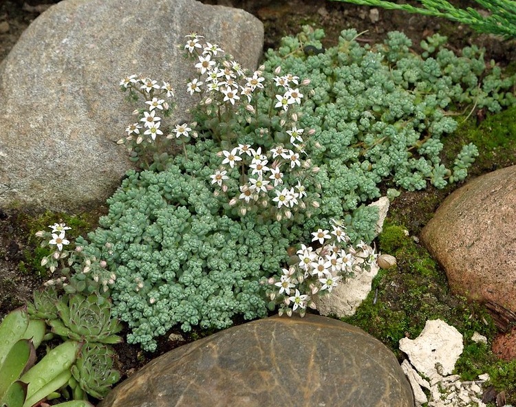 SEDUM ALBUM CHLOROTICUM