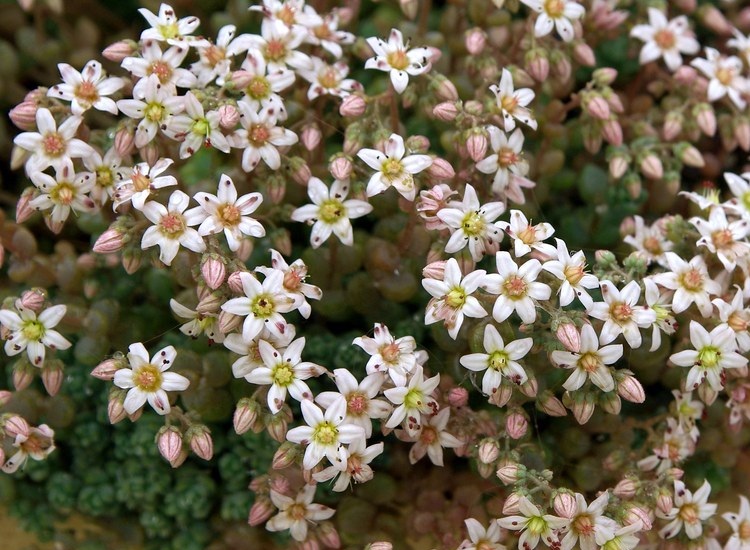 SEDUM ALBUM CHLOROTICUM