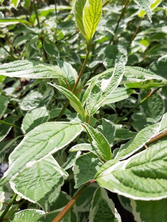 CORNUS ALBA SPAETHII