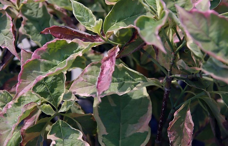 CORNUS ALBA SPAETHII